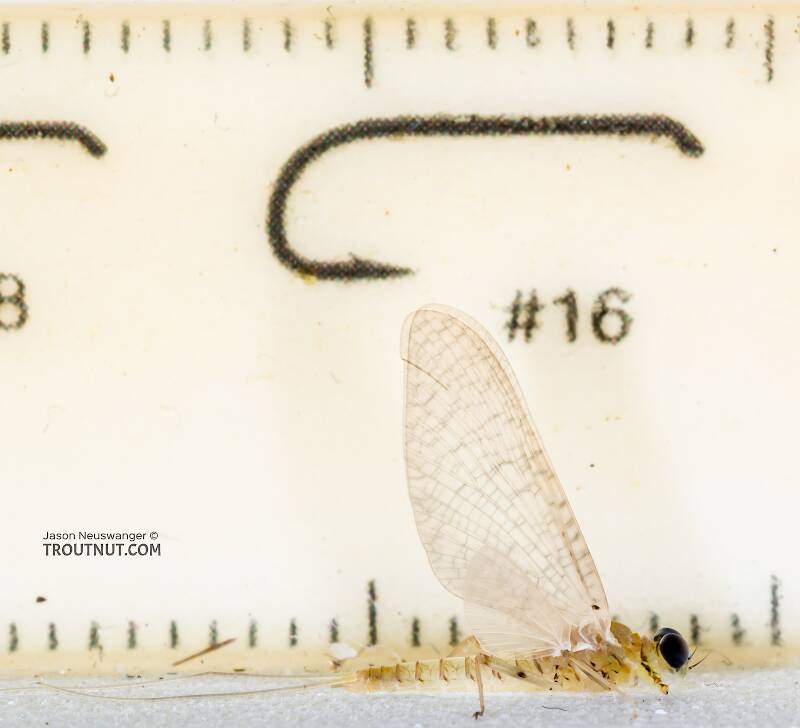 Ruler view of a Male Epeorus albertae (Heptageniidae) (Pink Lady) Mayfly Dun from the Cedar River in Washington The smallest ruler marks are 1 mm.