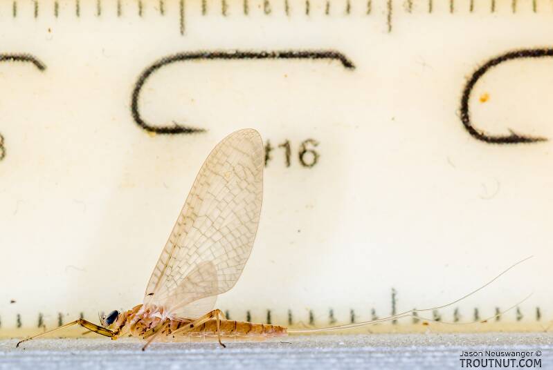 Ruler view of a Female Epeorus albertae (Heptageniidae) (Pink Lady) Mayfly Dun from the Cedar River in Washington The smallest ruler marks are 1 mm.