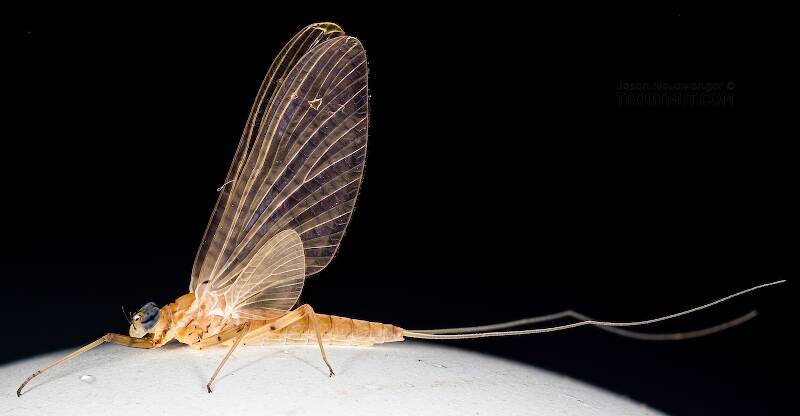 Lateral view of a Female Epeorus albertae (Heptageniidae) (Pink Lady) Mayfly Dun from the Cedar River in Washington