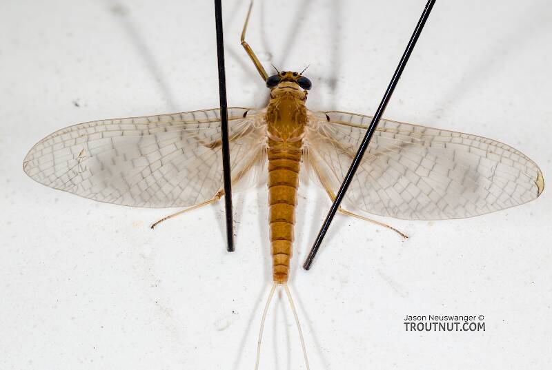Dorsal view of a Female Epeorus albertae (Heptageniidae) (Pink Lady) Mayfly Dun from the Cedar River in Washington