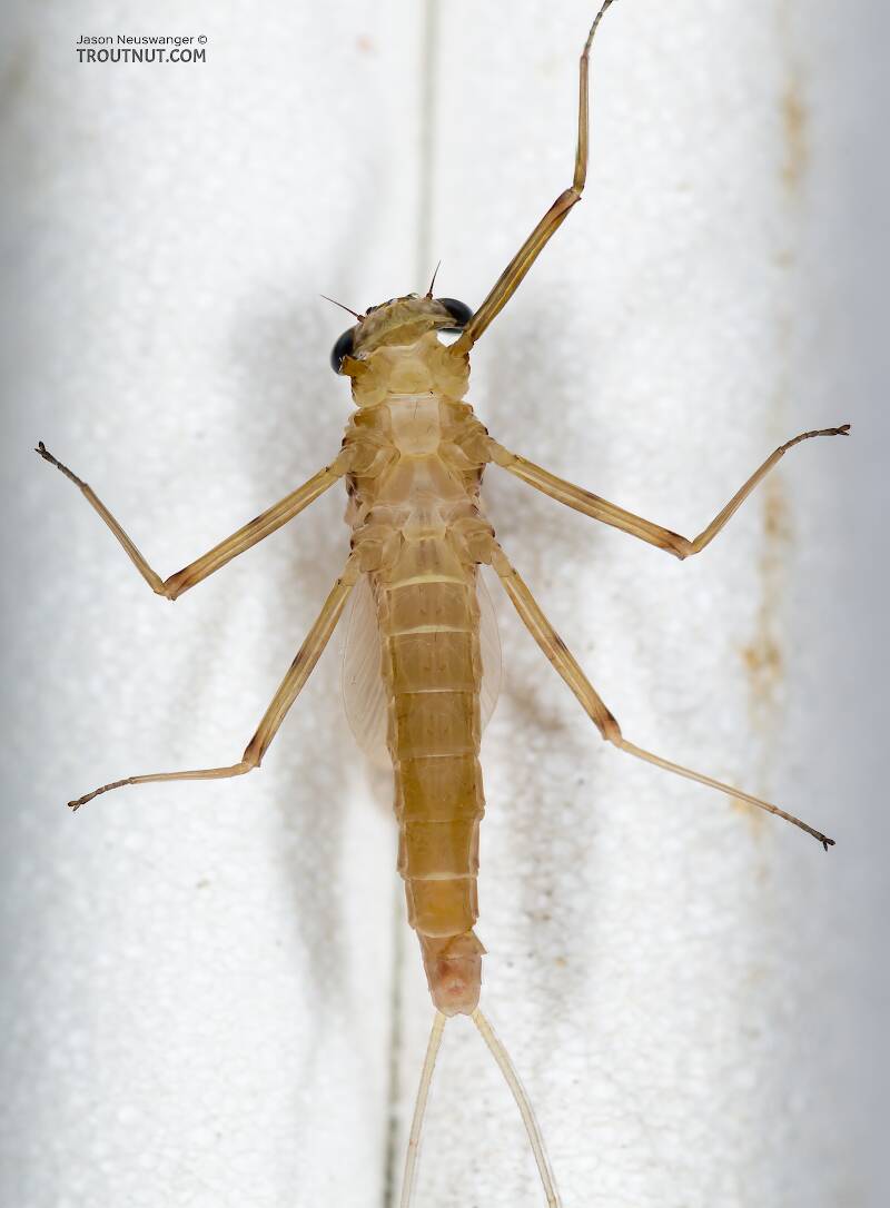 Ventral view of a Female Epeorus albertae (Heptageniidae) (Pink Lady) Mayfly Dun from the Cedar River in Washington