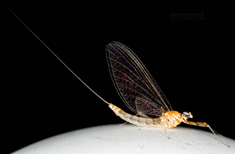 Lateral view of a Female Epeorus albertae (Heptageniidae) (Pink Lady) Mayfly Spinner from the Cedar River in Washington