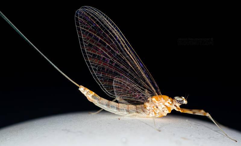 Female Epeorus albertae (Heptageniidae) (Pink Lady) Mayfly Spinner from the Cedar River in Washington