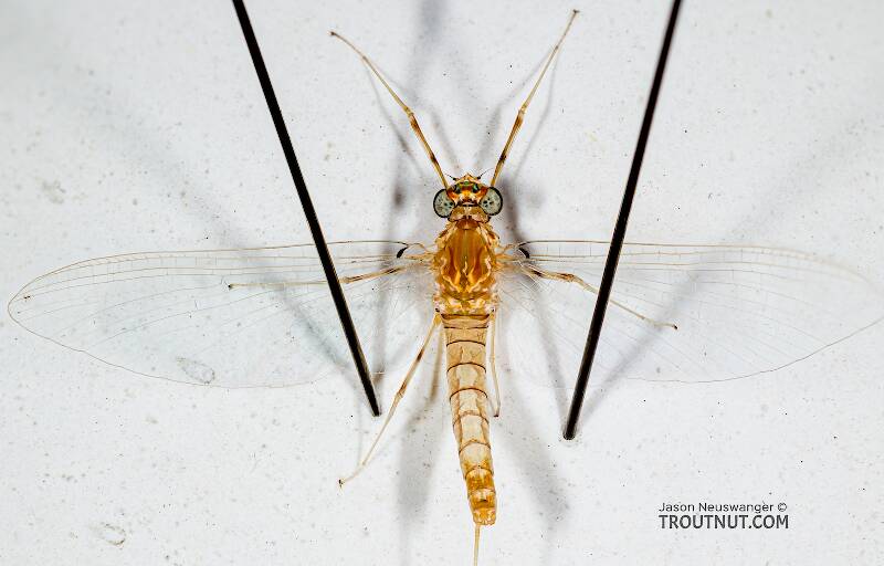 Dorsal view of a Female Epeorus albertae (Heptageniidae) (Pink Lady) Mayfly Spinner from the Cedar River in Washington