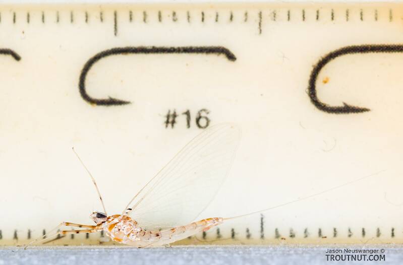 Ruler view of a Female Epeorus albertae (Heptageniidae) (Pink Lady) Mayfly Spinner from the Cedar River in Washington The smallest ruler marks are 1 mm.