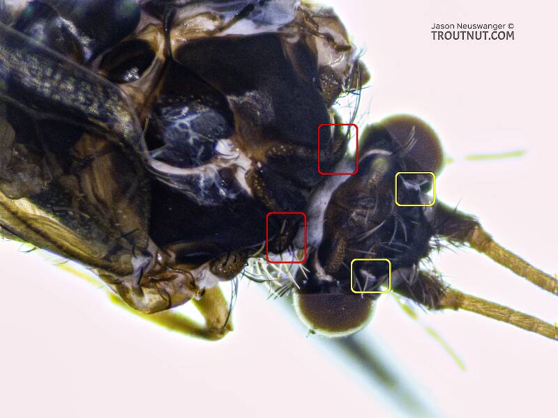 Red boxes are placed around the setal warts on the pronotum, which are almost fully covered by other features. Yellow boxes highlight the difficult-to-see ocelli.

Male Glossosoma (Glossosomatidae) (Little Brown Short-horned Sedge) Caddisfly Adult from the Cedar River in Washington