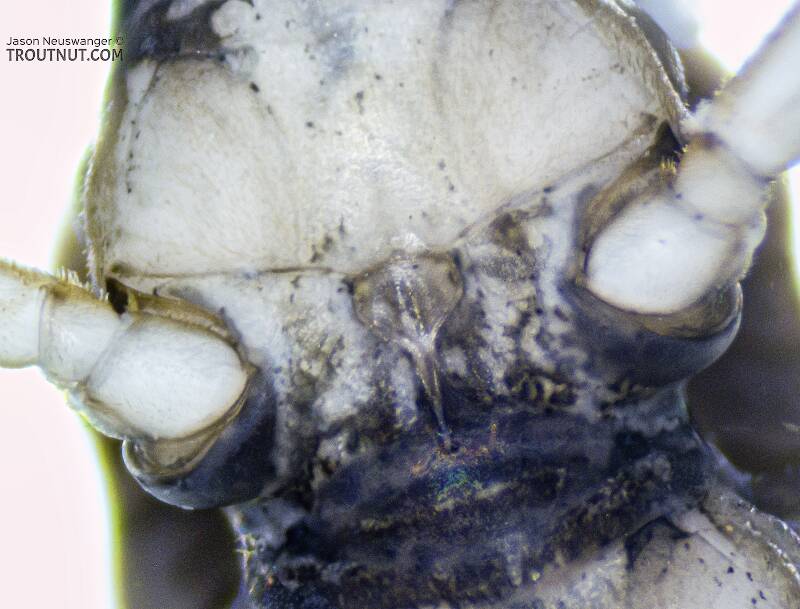 Mesosternum

Cultus tostonus (Perlodidae) (Springfly) Stonefly Nymph from the Cedar River in Washington