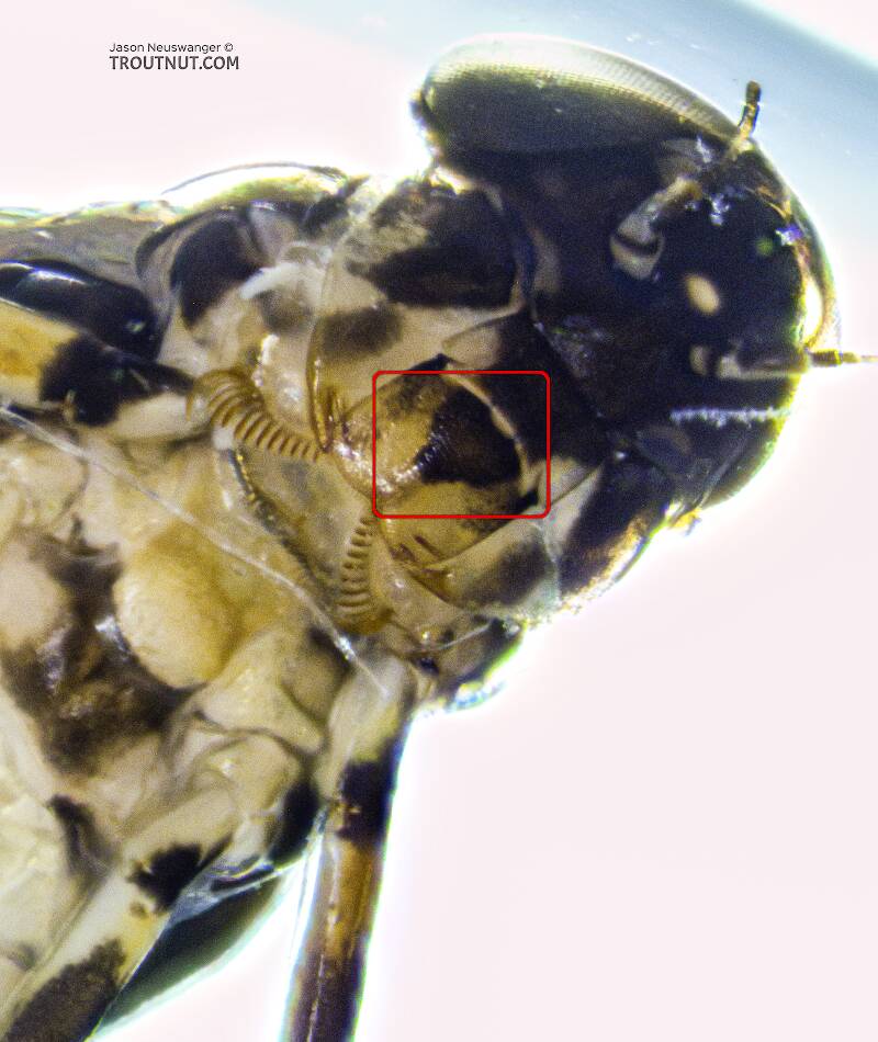 Closeup of the mouthparts with a box around the triangular shape on the labrum that identifies this species.

Male Ameletus suffusus (Ameletidae) (Brown Dun) Mayfly Nymph from the Cedar River in Washington