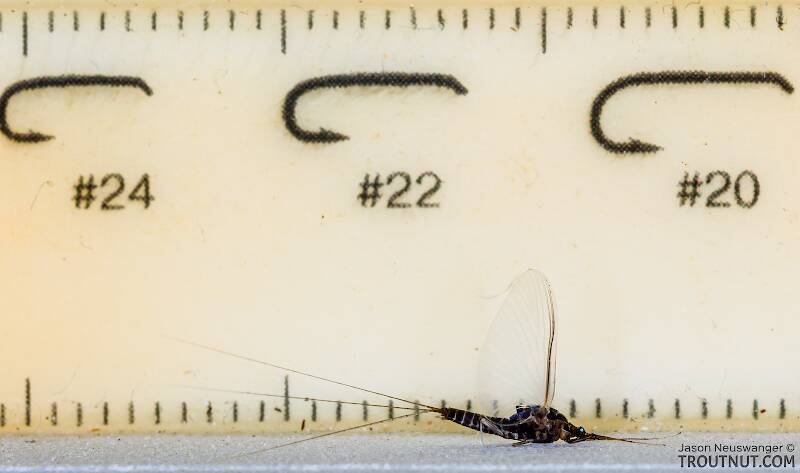 Ruler view of a Male Tricorythodes (Leptohyphidae) (Trico) Mayfly Spinner from the Bitterroot River in Montana The smallest ruler marks are 1 mm.