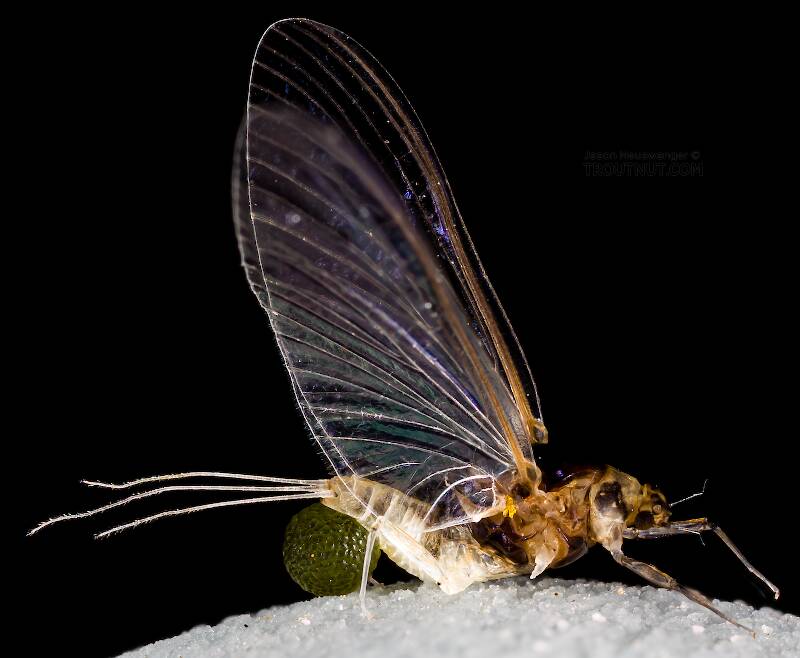 Female Tricorythodes (Trico) Mayfly Spinner