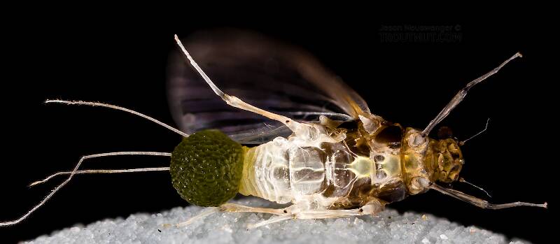 Ventral view of a Female Tricorythodes (Leptohyphidae) (Trico) Mayfly Spinner from the Bitterroot River in Montana