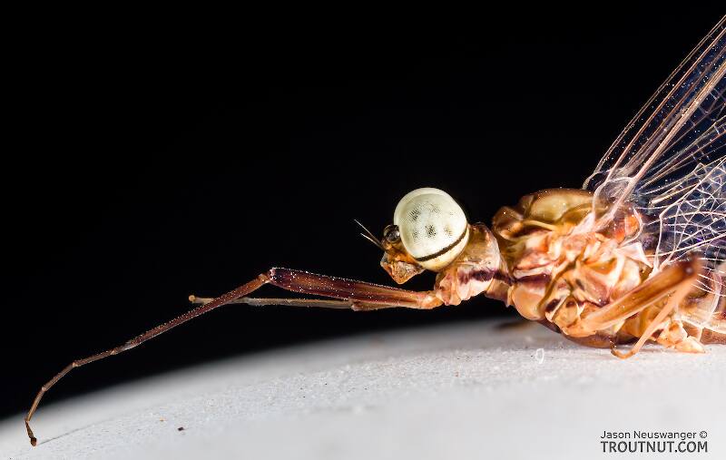 Male Ecdyonurus criddlei (Heptageniidae) (Little Slate-Winged Dun) Mayfly Spinner from the Bitterroot River in Montana