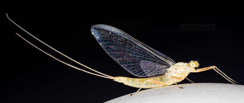Lateral view of a Female Ecdyonurus criddlei (Heptageniidae) (Little Slate-Winged Dun) Mayfly Spinner from the Bitterroot River in Montana
