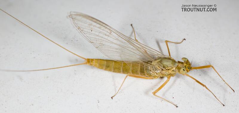 Dorsal view of a Female Ecdyonurus criddlei (Heptageniidae) (Little Slate-Winged Dun) Mayfly Spinner from the Bitterroot River in Montana