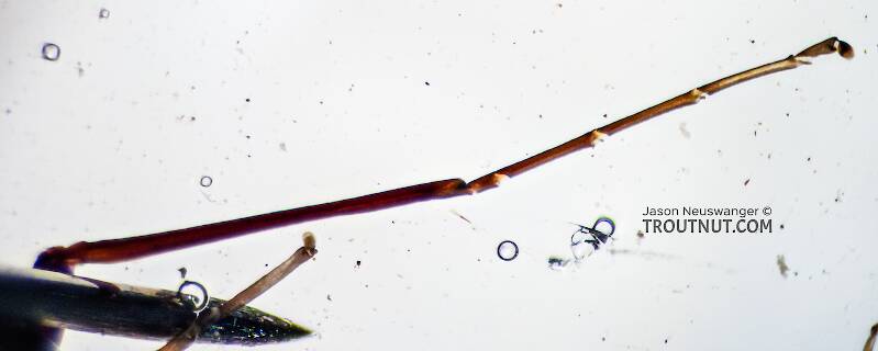 Male Ecdyonurus criddlei (Heptageniidae) (Little Slate-Winged Dun) Mayfly Spinner from the Bitterroot River in Montana