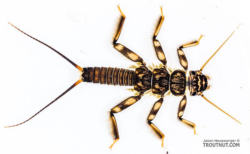 Dorsal view of a Claassenia sabulosa (Perlidae) (Golden Stone) Stonefly Nymph from the Yakima River in Washington