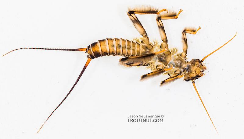 Ventral view of a Claassenia sabulosa (Perlidae) (Golden Stone) Stonefly Nymph from the Yakima River in Washington