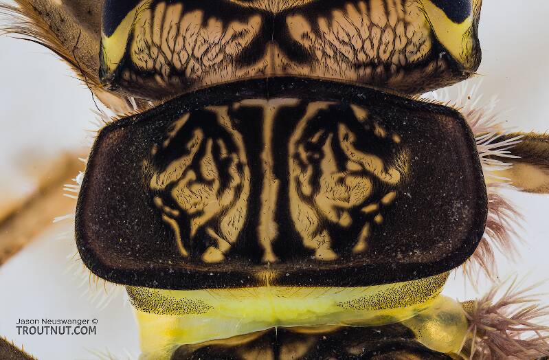 Hesperoperla pacifica (Perlidae) (Golden Stone) Stonefly Nymph from the Yakima River in Washington