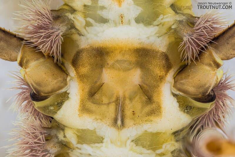 Hesperoperla pacifica (Perlidae) (Golden Stone) Stonefly Nymph from the Yakima River in Washington