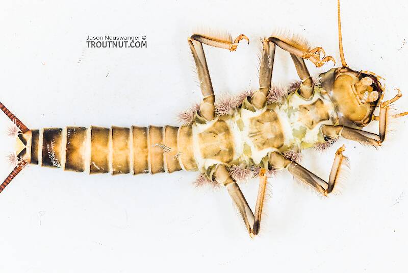 Ventral view of a Hesperoperla pacifica (Perlidae) (Golden Stone) Stonefly Nymph from the Yakima River in Washington