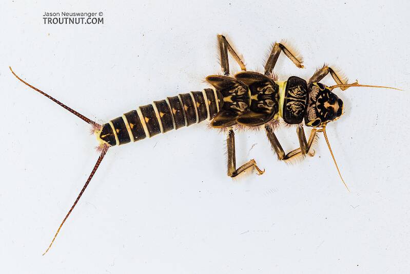Dorsal view of a Hesperoperla pacifica (Perlidae) (Golden Stone) Stonefly Nymph from the Yakima River in Washington