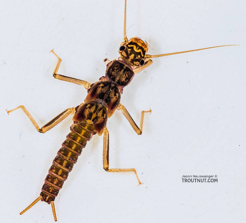 Dorsal view of a Skwala (Perlodidae) (Large Springfly) Stonefly Nymph from the Yakima River in Washington