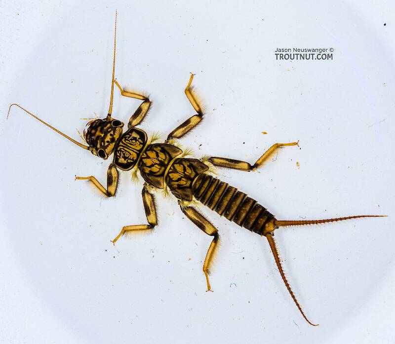 Dorsal view of a Calineuria californica (Perlidae) (Golden Stone) Stonefly Nymph from the Yakima River in Washington