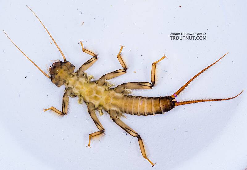 Ventral view of a Calineuria californica (Perlidae) (Golden Stone) Stonefly Nymph from the Yakima River in Washington