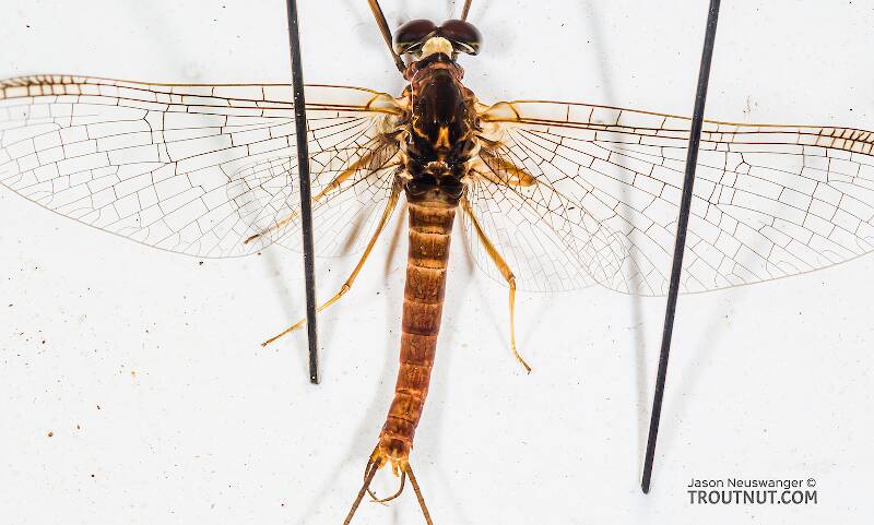 Dorsal view of a Male Rhithrogena hageni (Heptageniidae) (Western Black Quill) Mayfly Spinner from the South Fork Snoqualmie River in Washington
