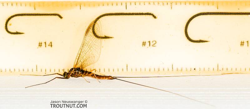 Body length 11 mm, wing length 12 mm.

Ruler view of a Male Rhithrogena hageni (Heptageniidae) (Western Black Quill) Mayfly Spinner from the South Fork Snoqualmie River in Washington The smallest ruler marks are 1 mm.