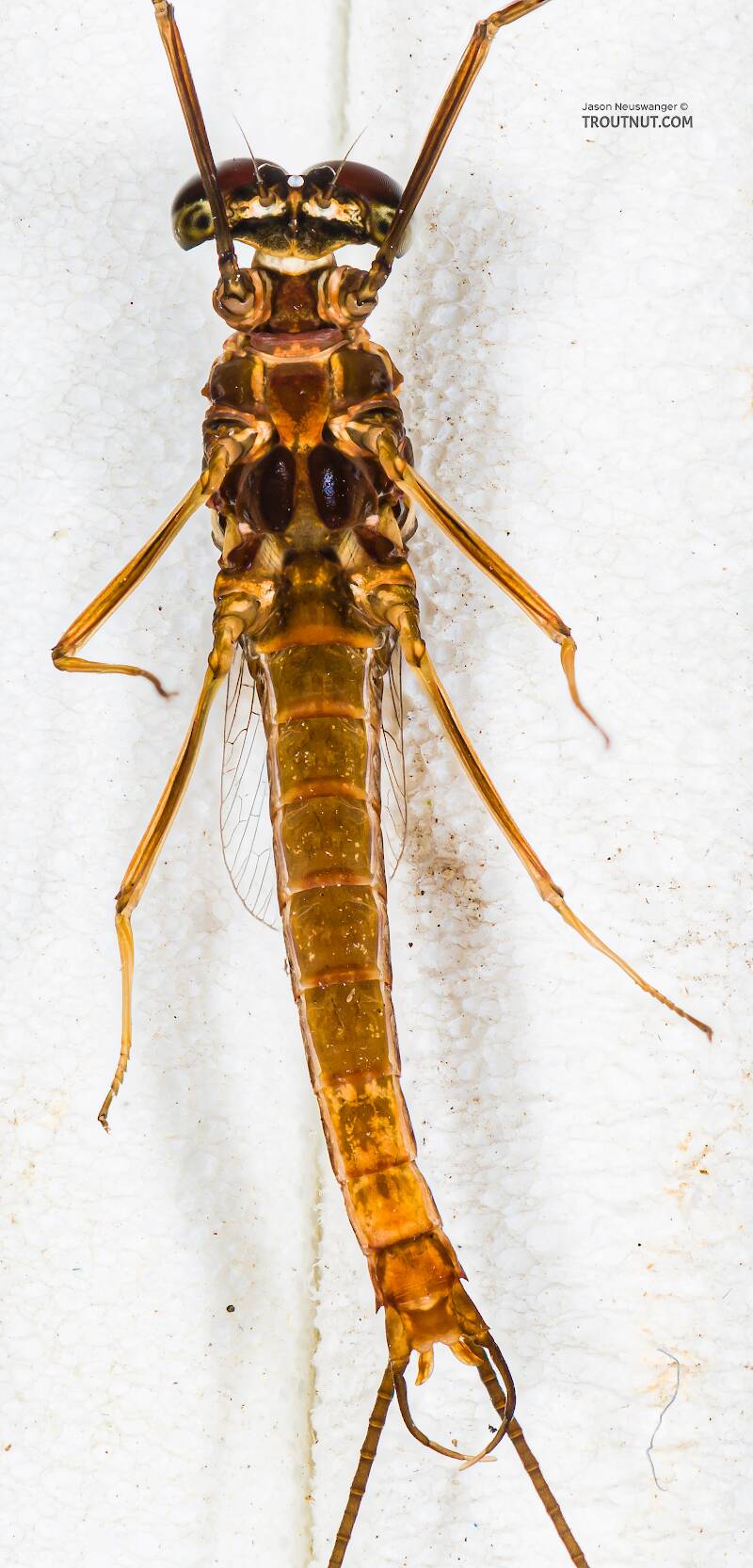 Ventral view of a Male Rhithrogena hageni (Heptageniidae) (Western Black Quill) Mayfly Spinner from the South Fork Snoqualmie River in Washington