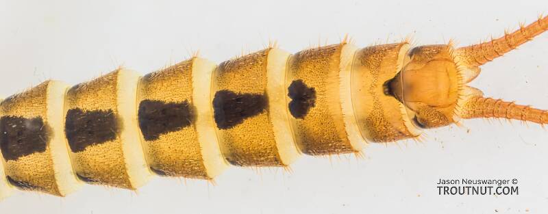 Sweltsa borealis (Chloroperlidae) (Boreal Sallfly) Stonefly Nymph from the South Fork Snoqualmie River in Washington