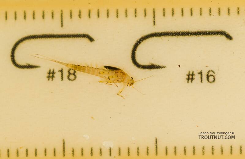 Ruler view of a Baetis tricaudatus (Baetidae) (Blue-Winged Olive) Mayfly Nymph from the South Fork Snoqualmie River in Washington The smallest ruler marks are 1 mm.
