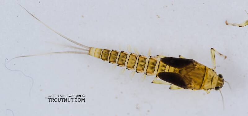 Dorsal view of a Baetis tricaudatus (Baetidae) (Blue-Winged Olive) Mayfly Nymph from the South Fork Snoqualmie River in Washington