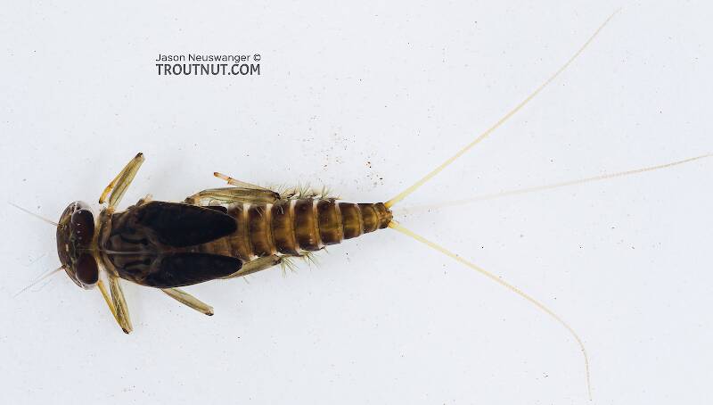 Dorsal view of a Rhithrogena hageni (Heptageniidae) (Western Black Quill) Mayfly Nymph from the South Fork Snoqualmie River in Washington