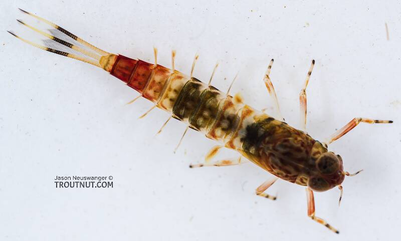 Dorsal view of a Ameletus cooki (Ameletidae) (Brown Dun) Mayfly Nymph from the South Fork Snoqualmie River in Washington