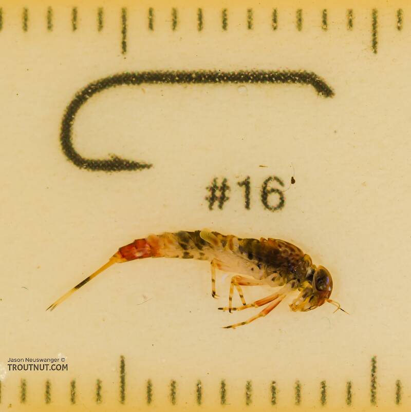 Ruler view of a Ameletus cooki (Ameletidae) (Brown Dun) Mayfly Nymph from the South Fork Snoqualmie River in Washington The smallest ruler marks are 1 mm.