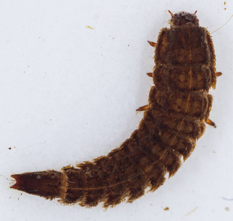 Dorsal view of a Lara (Elmidae) Riffle Beetle Larva from the South Fork Snoqualmie River in Washington