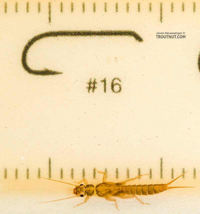 Ruler view of a Sweltsa (Chloroperlidae) (Sallfly) Stonefly Nymph from the South Fork Snoqualmie River in Washington The smallest ruler marks are 1 mm.