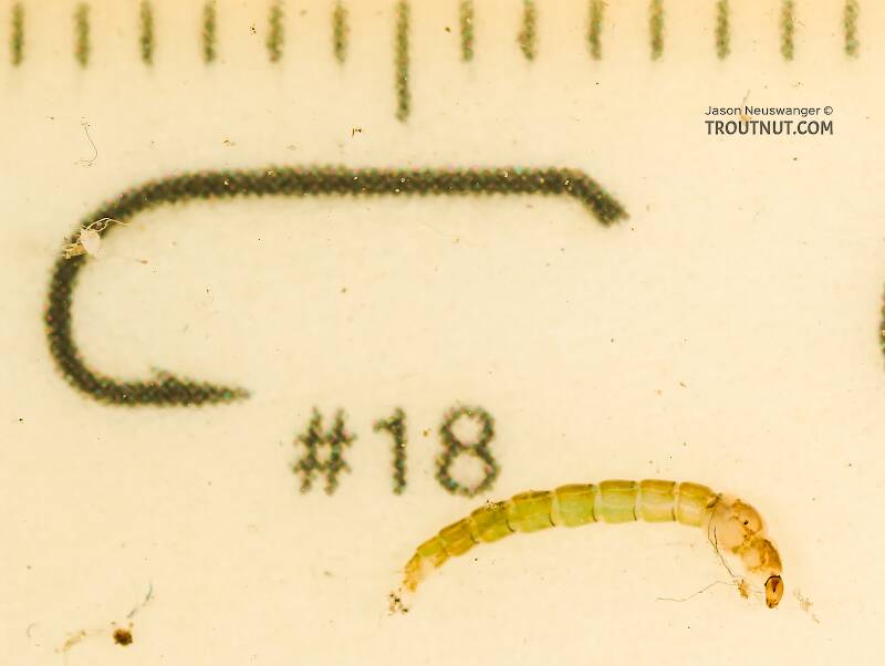 Ruler view of a Chironomidae (Midge) True Fly Larva from the South Fork Snoqualmie River in Washington The smallest ruler marks are 1 mm.