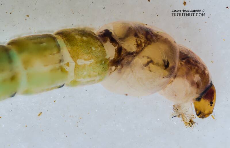 Chironomidae (Midge) True Fly Larva from the South Fork Snoqualmie River in Washington