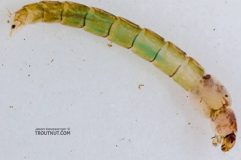 Lateral view of a Chironomidae (Midge) True Fly Larva from the South Fork Snoqualmie River in Washington