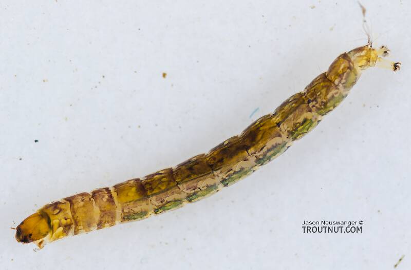 Dorsal view of a Chironomidae (Midge) True Fly Larva from the South Fork Snoqualmie River in Washington