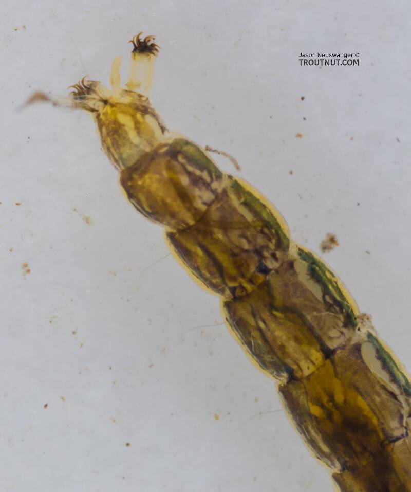 Chironomidae (Midge) True Fly Larva from the South Fork Snoqualmie River in Washington