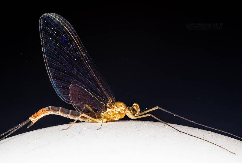 Lateral view of a Male Cinygmula uniformis (Heptageniidae) Mayfly Spinner from the South Fork Snoqualmie River in Washington