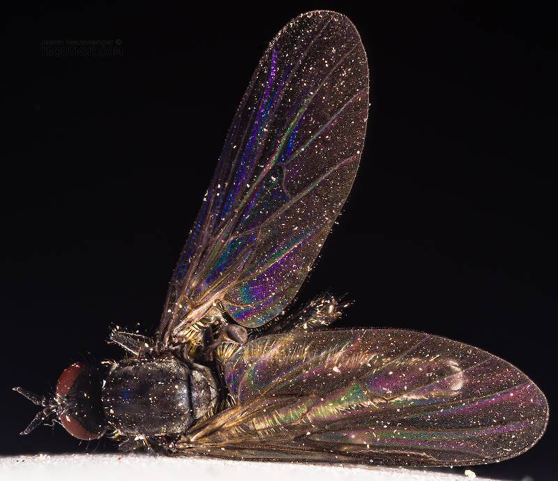 Dorsal view of a Empididae True Fly Adult from the South Fork Snoqualmie River in Washington