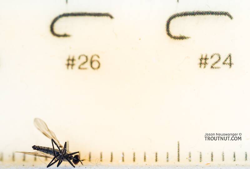 Ruler view of a Empididae True Fly Adult from the South Fork Snoqualmie River in Washington The smallest ruler marks are 1 mm.
