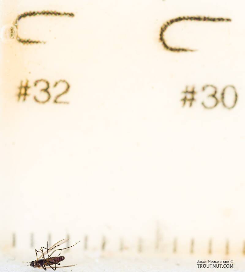 Ruler view of a Chironomidae (Midge) True Fly Adult from the South Fork Snoqualmie River in Washington The smallest ruler marks are 1 mm.