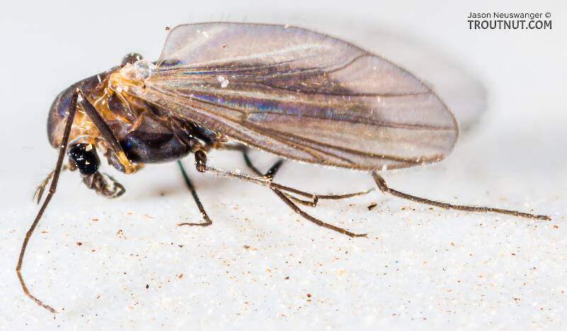 Lateral view of a Chironomidae (Midge) True Fly Adult from the South Fork Snoqualmie River in Washington
