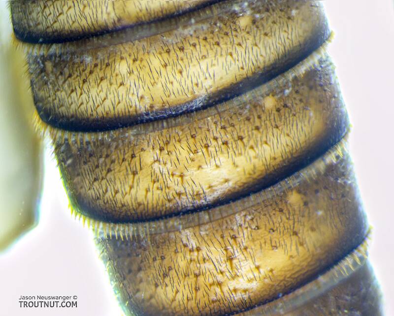 Calineuria californica (Perlidae) (Golden Stone) Stonefly Nymph from the Yakima River in Washington